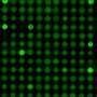 DNA repair enzymes favor specific sequences, shaping mutation patterns in the human genome