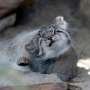 Grumpy' Pallas kittens on display at Japan zoo