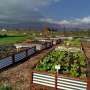 This South African river has a bacteria count off the charts: A natural filter is cleaning it for watering food gardens