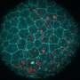 Cellular 'glue' helps epithelial tissues engulf dead cells while staying sealed