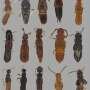 Tropical insects may be running out of room as temperatures rise