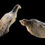 Ice Age artists carved thumbnail-size bird figurines from mammoth ivory 40,000 years ago