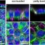 Prolonged stretching reorganizes tissue scaffolds and uncages cell nuclei