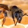 Australian beekeepers can't tackle Varroa mite alone. Here's how we can help