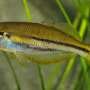 Warmer waters, pest species and habitat loss major threats to small, rare freshwater fish