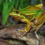 We can help frogs beat a deadly disease. But can they still reproduce?
