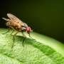 Q&A: What have decades of eradication efforts taught us about the New World screwworm?