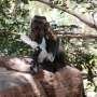 When fruits and veggies are scarce, monkeys hunt for meat