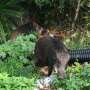 Whole-genome sequencing reveals that Japanese and Ryukyu wild boars share a common ancestor