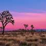 With new digital tools, researchers are helping Joshua trees survive wildfires