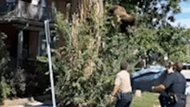 Young bear takes rough tumble from Denver tree after wildlife officers tranquilize it