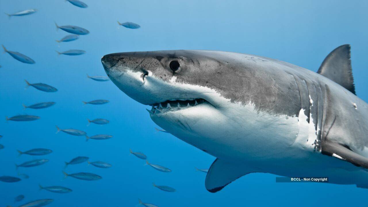 22 juvenile great white sharks fled San Diego nursery during Storm Hilary, later returned