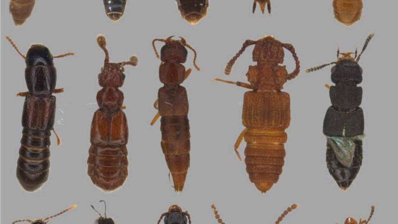 1967 warning on tropical mountains trapping species confirmed by beetle study