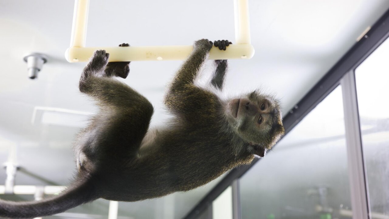China's pharma has a 'monkey problem' as tough as 'negotiating with Nvidia