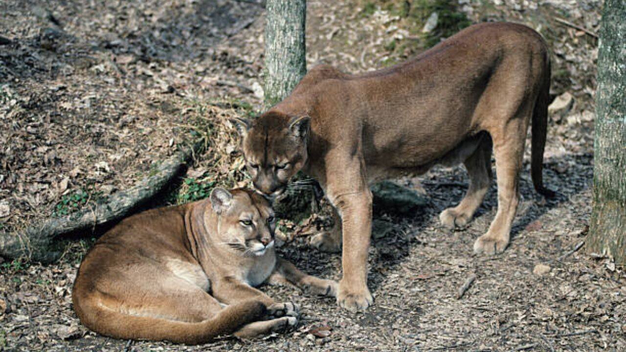 Washington pumas linked to 76% drop in vehicle collisions