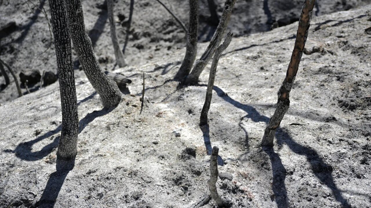 Potatoes 'boiling' in ground, livestock dead: Record heat ruins harvest in Asia
