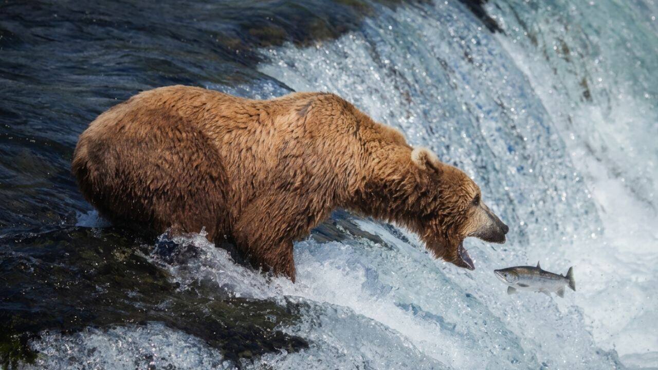 Brooks Falls bearcam hits 7.3 million views as Alaska bears catch salmon