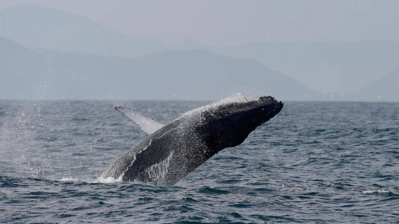 Brazil's humpback whales rebound from 2,000 to nearly 35,000 in two decades