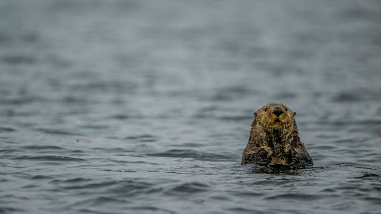 Sea otters returned to Canada and saved kelp, but now threaten a local delicacy