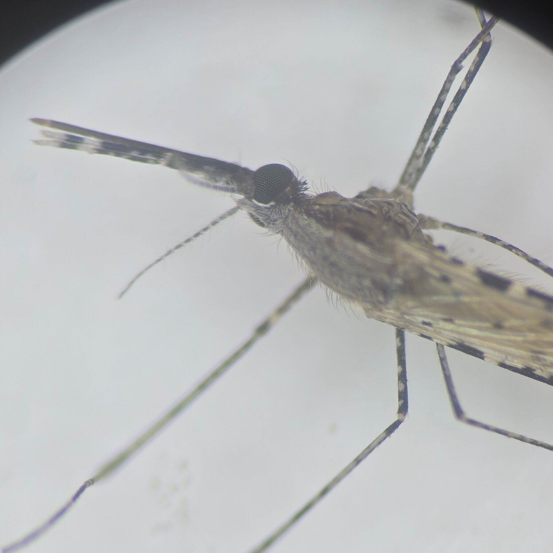An Invasive Mosquito Is Spreading With Alarming Speed, Threatening Africa’s Cities
