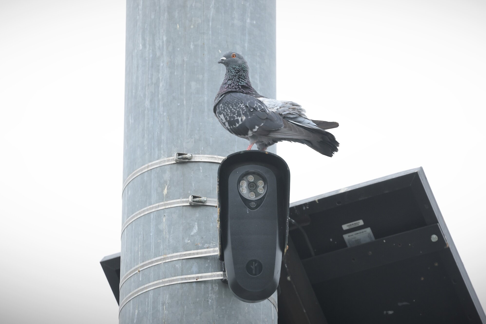 Florida and Texas move to block Flock cameras over privacy concerns