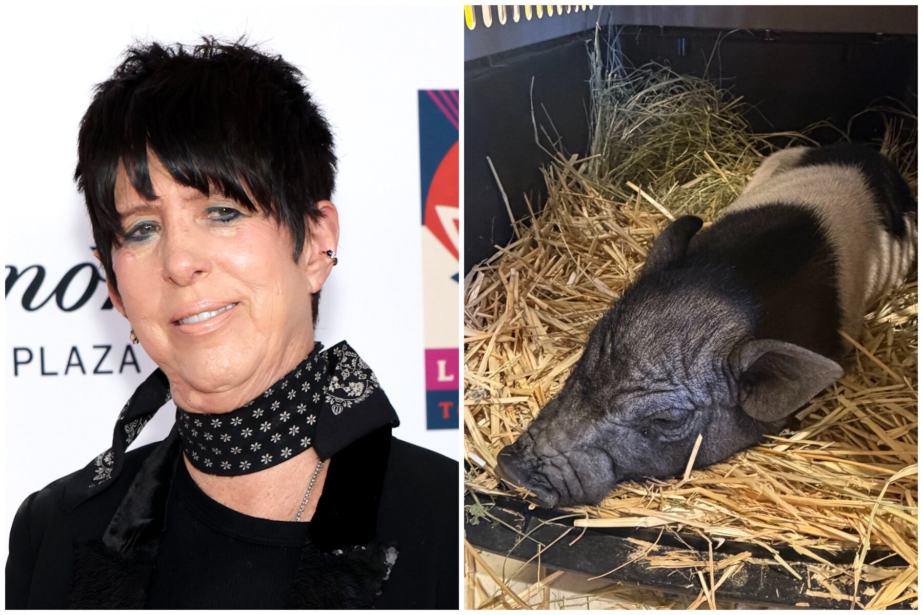 Diane Warren Adopts West Hollywood’s Runaway Pig: ‘Welcome Wilbur!