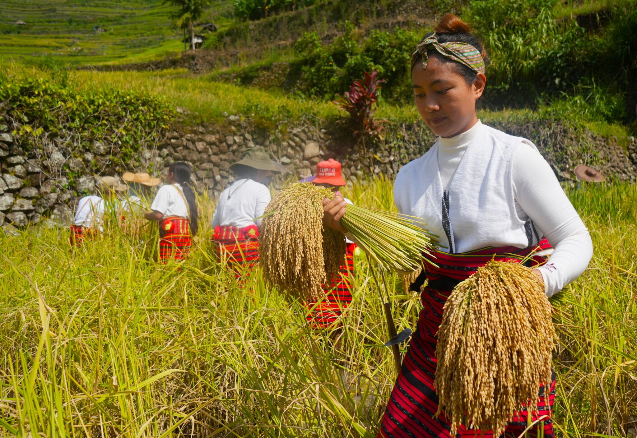 Climate change presents new threat to Philippines’ UNESCO rice terraces