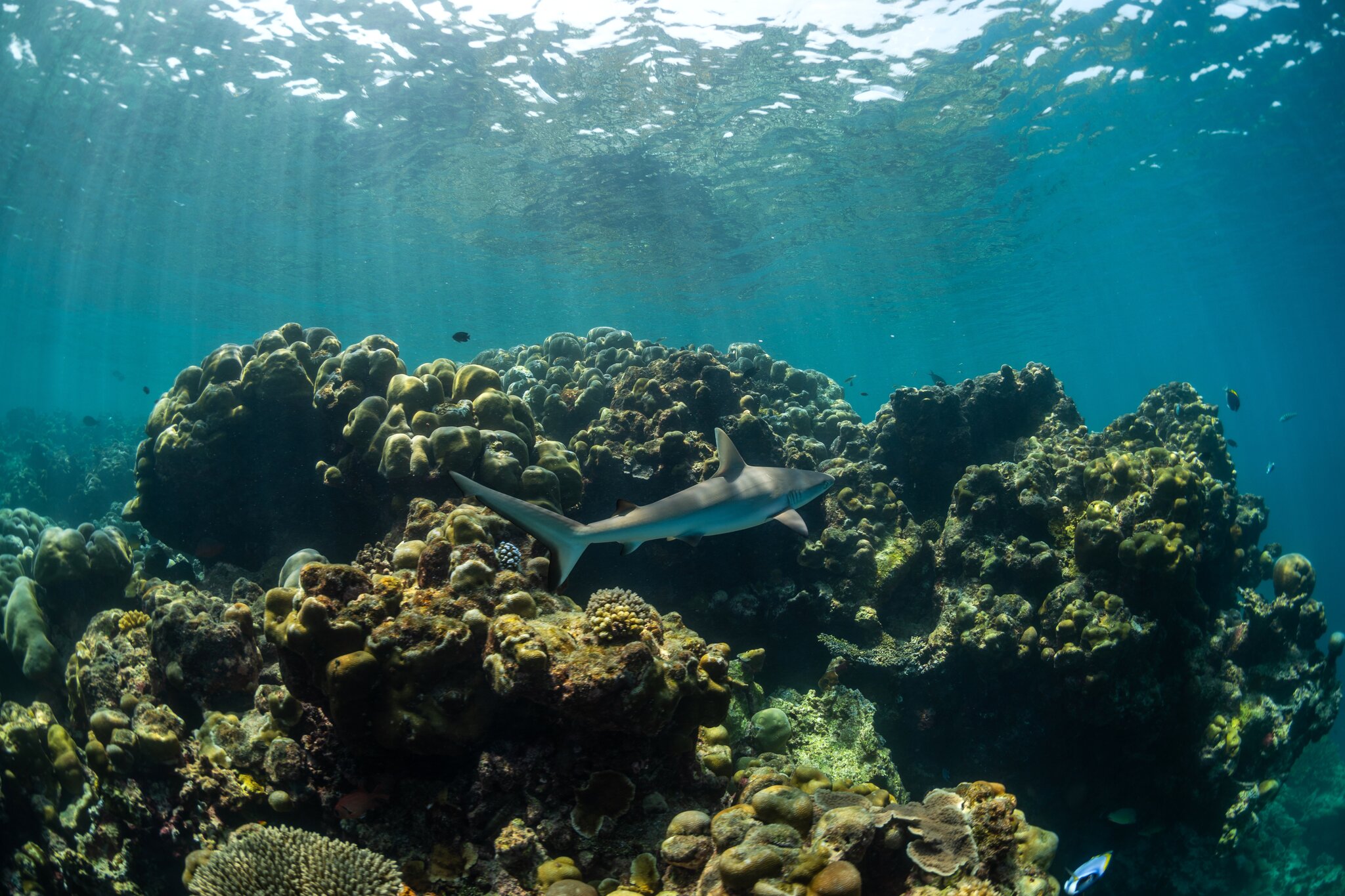 Global coral reef coverage risks irreversible decline, new report warns