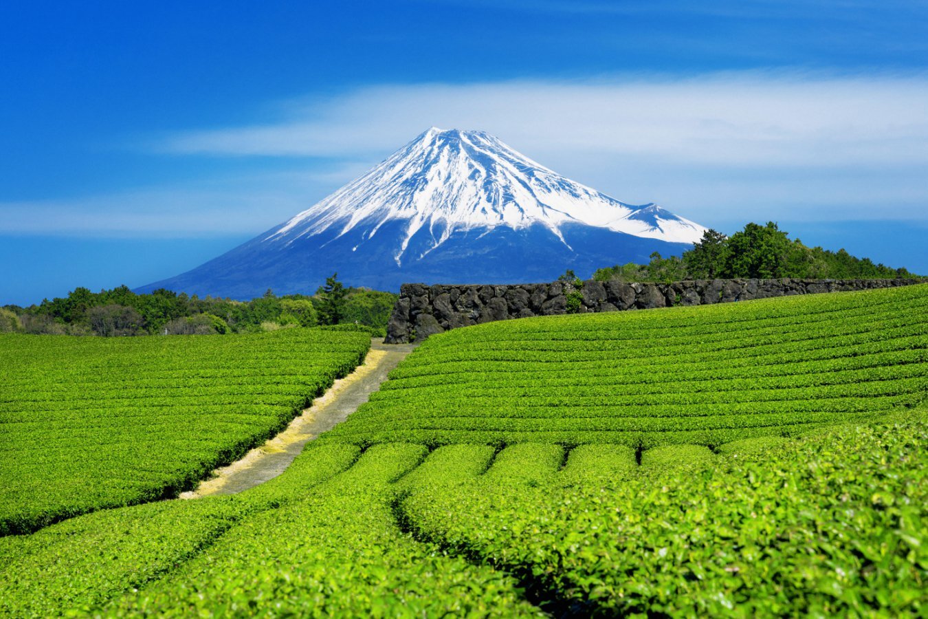 Matcha is under threat from climate change