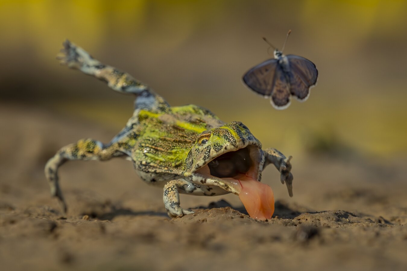 See the stunning contenders for the Wildlife Photographer of the Year