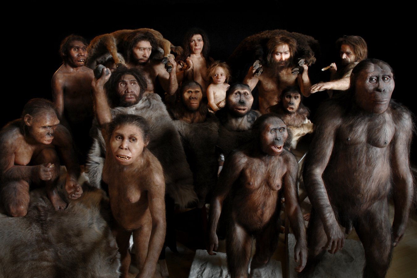 The 85-million-year timeline of human evolution